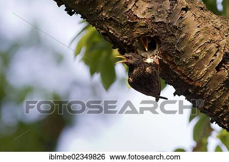 "Starling (Sturnus vulgaris) feeding chicks in the nesting hole in an old cherry tree in a garden in Priort, Havelland, Brandenburg, Germany, Europe" View Large Photo Image Stock Photograph - "Starling (Sturnus vulgaris) feeding chicks in the nesting hole in an old cherry tree in a garden in Priort, Havelland, Brandenburg, Germany, Europe". Fotosearch