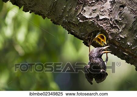 "Starling (Sturnus vulgaris) feeding chicks in the nesting hole in an old cherry tree in a garden in Priort, Havelland, Brandenburg, Germany, Europe" View Large Photo Image Stock Photography - "Starling (Sturnus vulgaris) feeding chicks in the nesting hole in an old cherry tree in a garden in Priort, Havelland, Brandenburg, Germany, Europe". Fotosearch