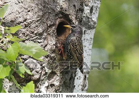 Stock Image - "Starling (Sturnus vulgaris) in front of his nesting hole, Kiskunsag-Nationalpark, Fulopszallas, Bacs-Kiskun, Hungary, Europe". Fotosearch