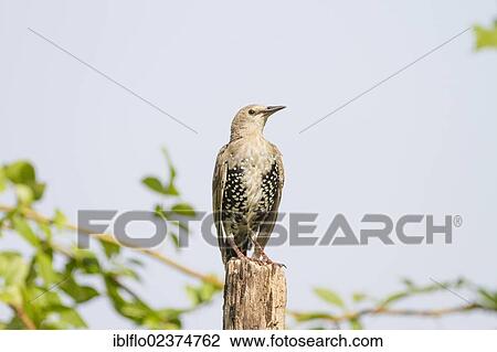 "Starling (Sturnus vulgaris), Limburg an der Lahn, Hesse, Germany, Europe" View Large Photo Image Stock Image - "Starling (Sturnus vulgaris), Limburg an der Lahn, Hesse, Germany, Europe". Fotosearch