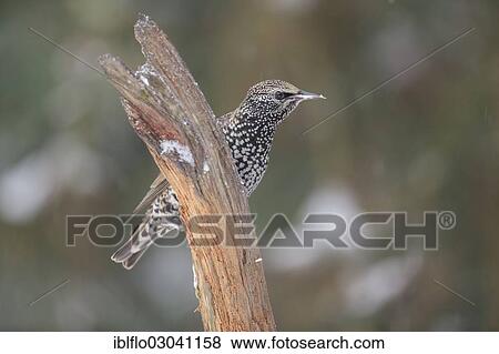 "Starling (Sturnus vulgaris), Offheim, Limburg an der Lahn, Hesse, Germany, Europe" View Large Photo Image Stock Photo - "Starling (Sturnus vulgaris), Offheim, Limburg an der Lahn, Hesse, Germany, Europe". Fotosearch