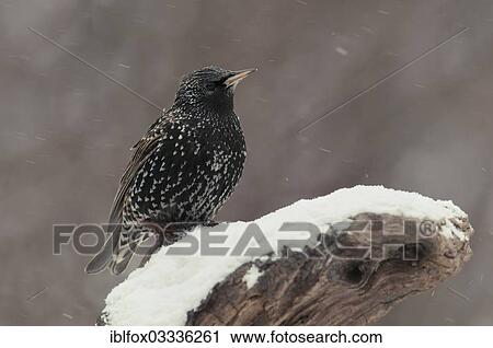 "Starling (Sturnus vulgaris) perched on a tree stump during snowfall, Innsbruck, Tyrol, Austria, Europe" View Large Photo Image Stock Image - "Starling (Sturnus vulgaris) perched on a tree stump during snowfall, Innsbruck, Tyrol, Austria, Europe". Fotosearch