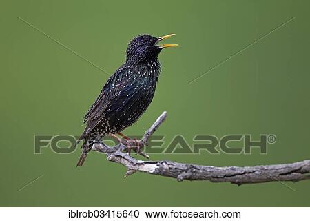 "Starling (Sturnus vulgaris), singing male, North Bulgaria, Bulgaria, Europe" View Large Photo Image Stock Image - "Starling (Sturnus vulgaris), singing male, North Bulgaria, Bulgaria, Europe". Fotosearch