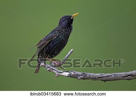 "Starling (Sturnus vulgaris), singing male, North Bulgaria, Bulgaria, Europe" View Large Photo Image Stock Image - "Starling (Sturnus vulgaris), singing male, North Bulgaria, Bulgaria, Europe". Fotosearch