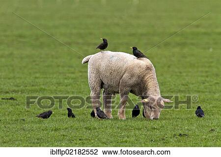 Starlings search for food on and by a young sheep View Large Photo Image Stock Image - Starlings search for food on and by a young sheep. Fotosearch