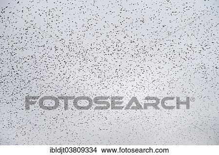 "Starlings (Sturnus vulgaris), a murmuration, large flock in the sky prior to going down to roost, Gretna, Scotland, United Kingdom, Europe" View Large Photo Image Picture - "Starlings (Sturnus vulgaris), a murmuration, large flock in the sky prior to going down to roost, Gretna, Scotland, United Kingdom, Europe". Fotosearch