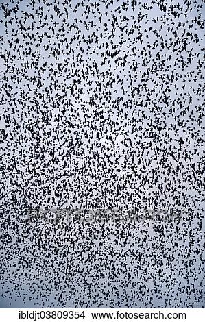 Picture - "Starlings (Sturnus vulgaris), a murmuration, large flock in the sky prior to going down to roost, Gretna, Scotland, United Kingdom, Europe". Fotosearch