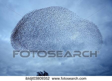 "Starlings (Sturnus vulgaris), a murmuration, large flock in the sky prior to going down to roost, Gretna, Scotland, United Kingdom, Europe" View Large Photo Image Stock Image - "Starlings (Sturnus vulgaris), a murmuration, large flock in the sky prior to going down to roost, Gretna, Scotland, United Kingdom, Europe". Fotosearch