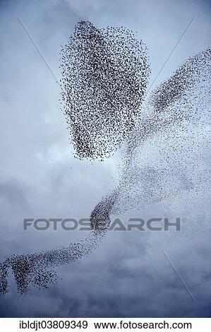 "Starlings (Sturnus vulgaris), a murmuration, large flock in the sky prior to going down to roost, Gretna, Scotland, United Kingdom, Europe" View Large Photo Image Stock Photo - "Starlings (Sturnus vulgaris), a murmuration, large flock in the sky prior to going down to roost, Gretna, Scotland, United Kingdom, Europe". Fotosearch