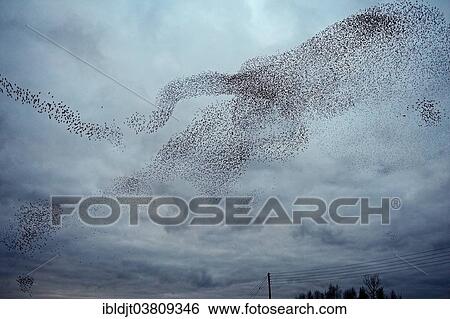"Starlings (Sturnus vulgaris), a murmuration, large flock in the sky prior to going down to roost, Gretna, Scotland, United Kingdom, Europe" View Large Photo Image Stock Photograph - "Starlings (Sturnus vulgaris), a murmuration, large flock in the sky prior to going down to roost, Gretna, Scotland, United Kingdom, Europe". Fotosearch