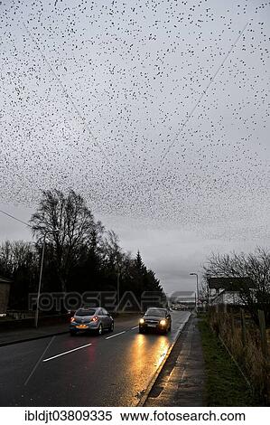 "Starlings (Sturnus vulgaris), a murmuration, large flock in the sky prior to going down to roost, Gretna, Scotland, United Kingdom, Europe" View Large Photo Image Stock Photography - "Starlings (Sturnus vulgaris), a murmuration, large flock in the sky prior to going down to roost, Gretna, Scotland, United Kingdom, Europe". Fotosearch