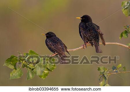 "Starlings (Sturnus vulgaris) during courtship, North Bulgaria, Bulgaria, Europe" View Large Photo Image Stock Photography - "Starlings (Sturnus vulgaris) during courtship, North Bulgaria, Bulgaria, Europe". Fotosearch