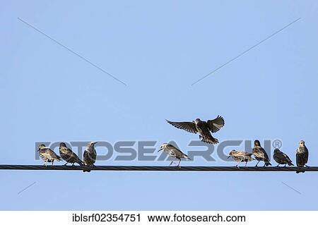 Stock Image - "Starlings (Sturnus vulgaris) perched on a high voltage cable, Fuldabrueck, Hesse, Germany, Europe". Fotosearch