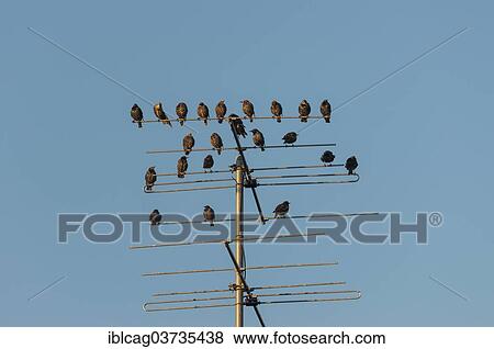 "Starlings (Sturnus vulgaris) perched on an aeriel, Henne Strand, Jutland, Denmark, Europe" View Large Photo Image Stock Photo - "Starlings (Sturnus vulgaris) perched on an aeriel, Henne Strand, Jutland, Denmark, Europe". Fotosearch