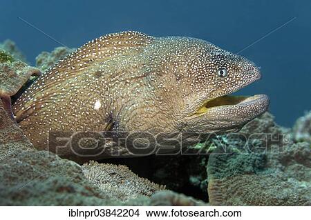 Picture - "Starry Moray (Gymnothorax nudivomer), Dimaniyat Islands nature reserve, Al Batinah region, Oman, Asia". Fotosearch