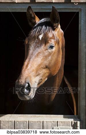 Stock Photo - "Steam Warmblood, Bay, looking out of box, North Tyrol, Austria, Europe". Fotosearch