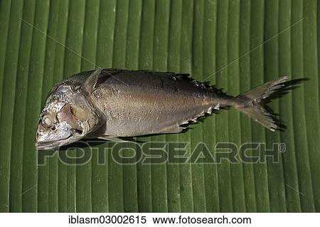 Steamed mackerel lying on a banana leaf View Large Photo Image Stock Photography - Steamed mackerel lying on a banana leaf. Fotosearch