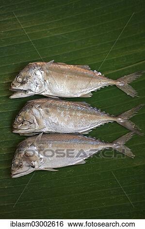 Steamed mackerels lying on a banana leaf View Large Photo Image Stock Photograph - Steamed mackerels lying on a banana leaf. Fotosearch