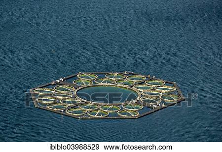 "Stechlin Cisco fish farming, fish traps, Grosser Stechlin Lake, Rheinsberg Lake Region, Stechlin, Mecklenburg Lake District, Brandenburg, Germany, Europe" View Large Photo Image Stock Photo - "Stechlin Cisco fish farming, fish traps, Grosser Stechlin Lake, Rheinsberg Lake Region, Stechlin, Mecklenburg Lake District, Brandenburg, Germany, Europe". Fotosearch