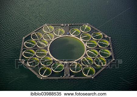 "Stechlin Cisco fish farming, fish traps, Grosser Stechlin Lake, Rheinsberg Lake Region, Stechlin, Mecklenburg Lake District, Brandenburg, Germany, Europe" View Large Photo Image Stock Photography - "Stechlin Cisco fish farming, fish traps, Grosser Stechlin Lake, Rheinsberg Lake Region, Stechlin, Mecklenburg Lake District, Brandenburg, Germany, Europe". Fotosearch