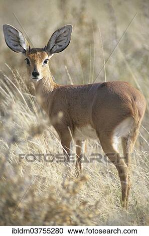 "Steenbok (Raphicerus campestris), Halali, Kunene Region, Namibia, Africa" View Large Photo Image Stock Image - "Steenbok (Raphicerus campestris), Halali, Kunene Region, Namibia, Africa". Fotosearch