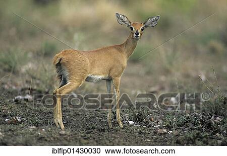 "Steenbok (Raphicerus campestris), young male standing, alert, Kruger National Park, South Africa, Africa" View Large Photo Image Stock Image - "Steenbok (Raphicerus campestris), young male standing, alert, Kruger National Park, South Africa, Africa". Fotosearch