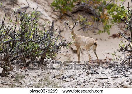 Stock Image - "Steenbok (Raphicerus campestris), female, Namibia, Africa". Fotosearch
