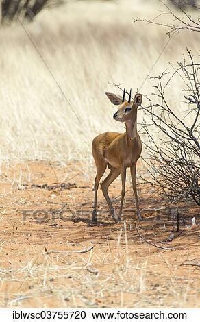 "Steenbok (Raphicerus campestris), male, Etosha National Park, Namibia, Africa" View Large Photo Image Stock Image - "Steenbok (Raphicerus campestris), male, Etosha National Park, Namibia, Africa". Fotosearch