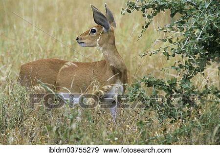 "Steenbok (Raphicerus campestris), Halali, Kunene Region, Namibia, Africa" View Large Photo Image Stock Photo - "Steenbok (Raphicerus campestris), Halali, Kunene Region, Namibia, Africa". Fotosearch