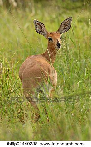 "Steenbok (Raphicerus campestris), female, Etosha, Namibia, Africa" View Large Photo Image Stock Photo - "Steenbok (Raphicerus campestris), female, Etosha, Namibia, Africa". Fotosearch