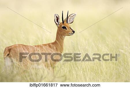 "Steenbok (Raphicerus campestris), adult male, standing in long grass, Kgalagadi National Park, Kalahari, South Africa, Africa" View Large Photo Image Stock Photo - "Steenbok (Raphicerus campestris), adult male, standing in long grass, Kgalagadi National Park, Kalahari, South Africa, Africa". Fotosearch
