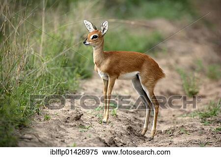 "Steenbok (Raphicerus campestris), adult female, standing, Sabi Sabi Game Reserve, Kruger National Park, South Africa, Africa" View Large Photo Image Stock Photography - "Steenbok (Raphicerus campestris), adult female, standing, Sabi Sabi Game Reserve, Kruger National Park, South Africa, Africa". Fotosearch