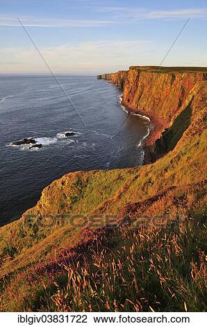 "Steep coast near Duncansby Head in the morning light, John o'Groats, Caithness, Sutherland and Easter Ross, Highlands, Scotland, United Kingdom, Europe" View Large Photo Image Stock Image - "Steep coast near Duncansby Head in the morning light, John o'Groats, Caithness, Sutherland and Easter Ross, Highlands, Scotland, United Kingdom, Europe". Fotosearch