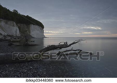 "Steep coast with chalk cliffs at sunrise, broken tree stump in the water, Jasmund National Park, Dranske, Rugen, Mecklenburg-Western Pomerania, Germany, Europe" View Large Photo Image Stock Image - "Steep coast with chalk cliffs at sunrise, broken tree stump in the water, Jasmund National Park, Dranske, Rugen, Mecklenburg-Western Pomerania, Germany, Europe". Fotosearch