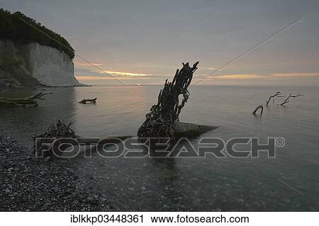 "Steep coast with chalk cliffs at sunrise, broken tree stump in the water, Jasmund National Park, Dranske, Rugen, Mecklenburg-Western Pomerania, Germany, Europe" View Large Photo Image Stock Image - "Steep coast with chalk cliffs at sunrise, broken tree stump in the water, Jasmund National Park, Dranske, Rugen, Mecklenburg-Western Pomerania, Germany, Europe". Fotosearch