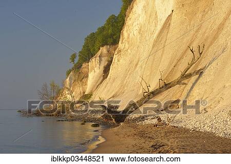 "Steep coast with chalk cliffs in Jasmund National Park at sunrise, broken chalk and trees, Dranske, Mecklenburg-Western Pomerania, Germany, Europe" View Large Photo Image Stock Image - "Steep coast with chalk cliffs in Jasmund National Park at sunrise, broken chalk and trees, Dranske, Mecklenburg-Western Pomerania, Germany, Europe". Fotosearch