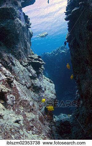 "Steep wall in an underwater volcanic area, Kohala Coast, Big Island, Hawaii, USA" View Large Photo Image Stock Photo - "Steep wall in an underwater volcanic area, Kohala Coast, Big Island, Hawaii, USA". Fotosearch