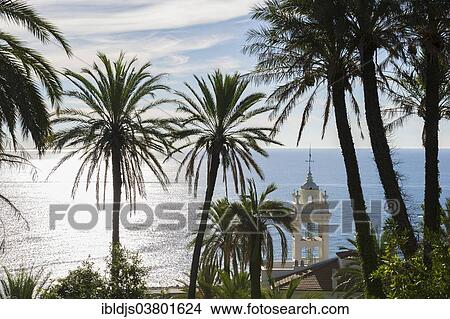 "Steeple, sea and palm trees, Bordighera, Imperia, Riviera dei Fiori, Liguria, Italy, Europe" View Large Photo Image Picture - "Steeple, sea and palm trees, Bordighera, Imperia, Riviera dei Fiori, Liguria, Italy, Europe". Fotosearch