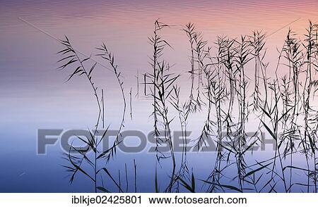 "Steinhuder Meer or Lake Steinhude, Mardorf, Lower Saxony, Germany, Europe" View Large Photo Image Stock Image - "Steinhuder Meer or Lake Steinhude, Mardorf, Lower Saxony, Germany, Europe". Fotosearch