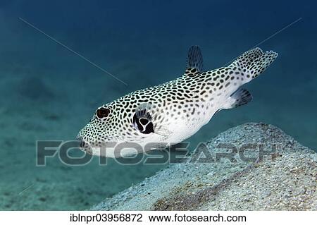 "Stellate puffer (Arothron stellatus), Red Sea, Makadi Bay, Hurghada, Egypt, Africa" View Large Photo Image Stock Image - "Stellate puffer (Arothron stellatus), Red Sea, Makadi Bay, Hurghada, Egypt, Africa". Fotosearch
