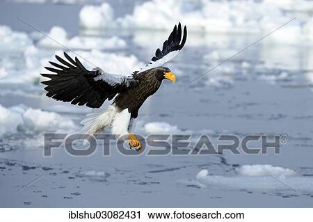 "Steller's Sea Eagle (Haliaeetus pelagicus) in flight above floating ice, landing approach, Rausu, Menashi, Hokkaido, Japan, Asia" View Large Photo Image Stock Image - "Steller's Sea Eagle (Haliaeetus pelagicus) in flight above floating ice, landing approach, Rausu, Menashi, Hokkaido, Japan, Asia". Fotosearch