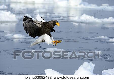 "Steller's Sea Eagle (Haliaeetus pelagicus) in flight above floating ice, landing approach, Rausu, Menashi, Hokkaido, Japan, Asia" View Large Photo Image Stock Image - "Steller's Sea Eagle (Haliaeetus pelagicus) in flight above floating ice, landing approach, Rausu, Menashi, Hokkaido, Japan, Asia". Fotosearch