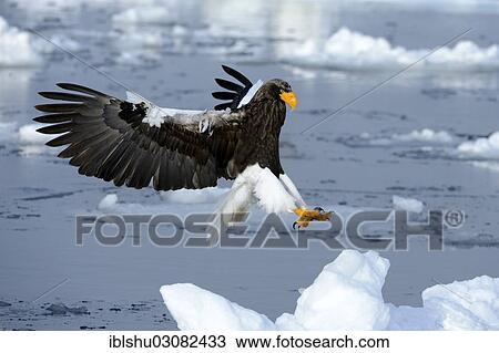 Stock Image - "Steller's Sea Eagle (Haliaeetus pelagicus) in flight above floating ice, landing approach, Rausu, Menashi, Hokkaido, Japan, Asia". Fotosearch