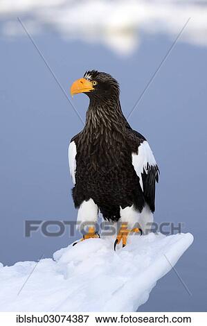 "Steller's Sea Eagle (Haliaeetus pelagicus) perched on floating ice, Rausu, Menashi, Hokkaido, Japan, Asia" View Large Photo Image Stock Photo - "Steller's Sea Eagle (Haliaeetus pelagicus) perched on floating ice, Rausu, Menashi, Hokkaido, Japan, Asia". Fotosearch