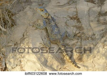 Stock Photo - "Stellion, Hardim or Star Lizard (Laudakia stellio), adult male on a rock, Kas, Lycia, Province of Antalya, Turkey, Asia". Fotosearch