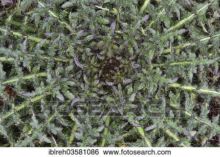 Stock Photograph - "Stemless Carline Thistle or Dwarf Carline Thistle (Carlina acaulis), Innsbruck, Tyrol, Austria, Europe". Fotosearch