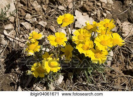 "Stemless Four-nerve Daisy (Hymenoxys acaulis), Bryce Canyon, Utah, United States, North America" View Large Photo Image Stock Image - "Stemless Four-nerve Daisy (Hymenoxys acaulis), Bryce Canyon, Utah, United States, North America". Fotosearch