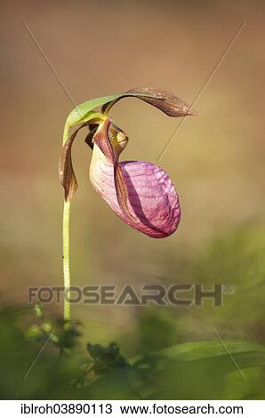 Stock Image - "Stemless Lady's Slipper (Cypripedium acaule), Minnesota, United States, North America". Fotosearch