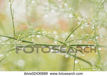 Stock Photo - "Stems of an organic asparagus plant with water drops, Sweden, Europe". Fotosearch