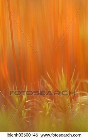 "Stems of the sporangia of Bank Haircap Moss (Polytrichum formosum), Fehndorf, Emsland, Lower Saxony, Germany, Europe" View Large Photo Image Stock Photography - "Stems of the sporangia of Bank Haircap Moss (Polytrichum formosum), Fehndorf, Emsland, Lower Saxony, Germany, Europe". Fotosearch